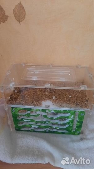 Формикарий для муравьев