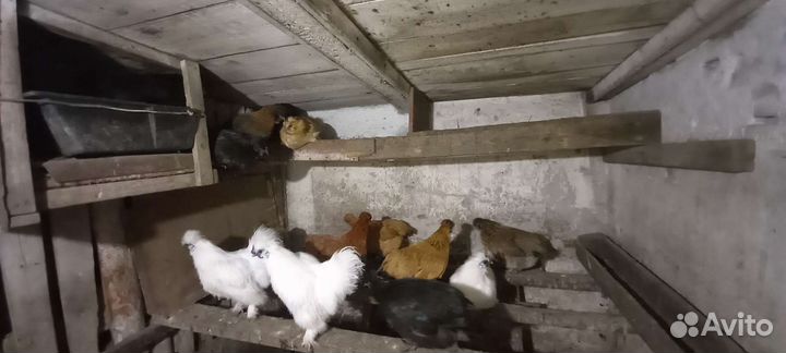 Яйца для инкубации.Петухи