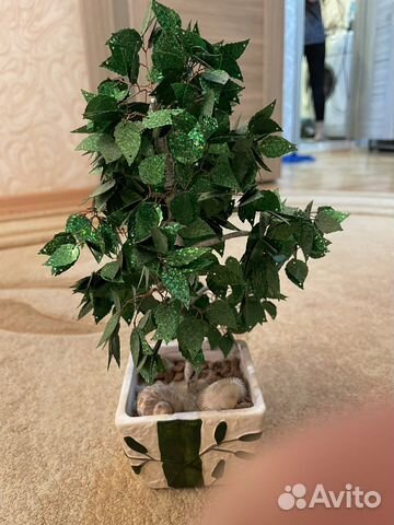 Декоративное дерево банзай