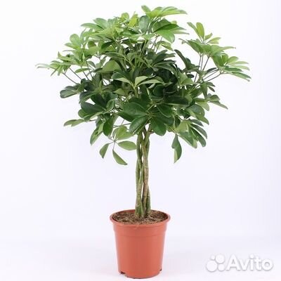 Шеффлера Нора 19 h 75 см