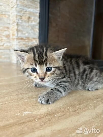 Котенок мальчик