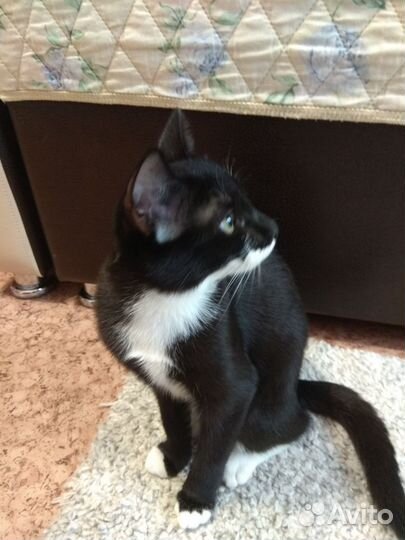 Котенок (кошечка)