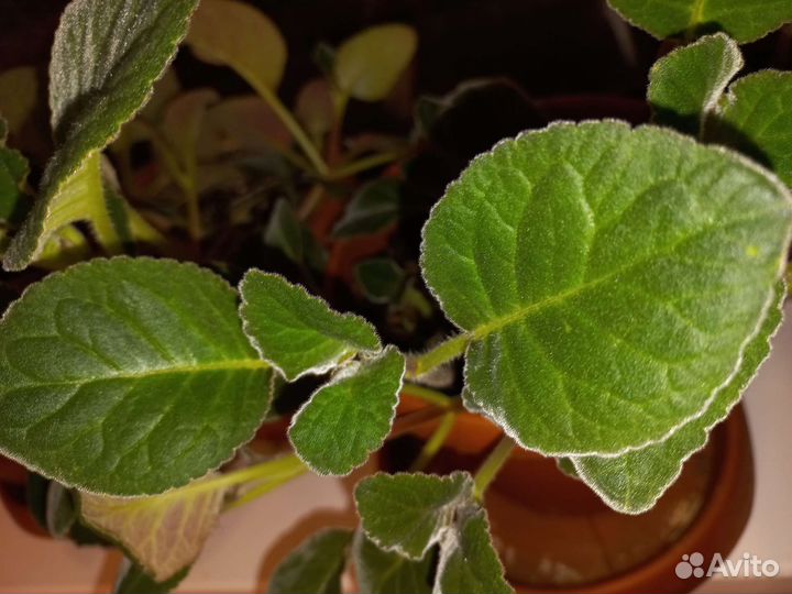 Глоксиния розовая, феолетовая