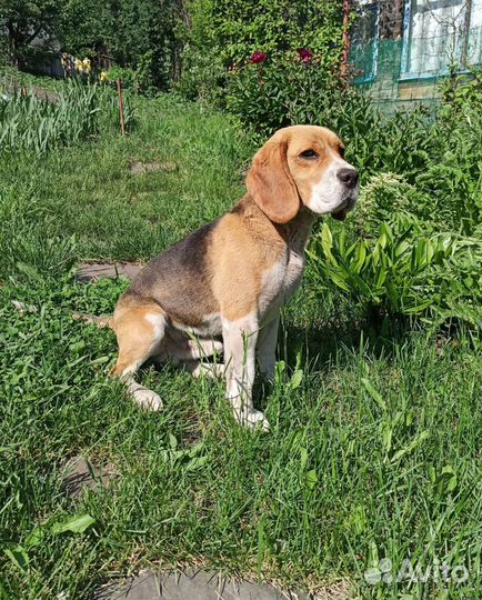 Бигль вязка