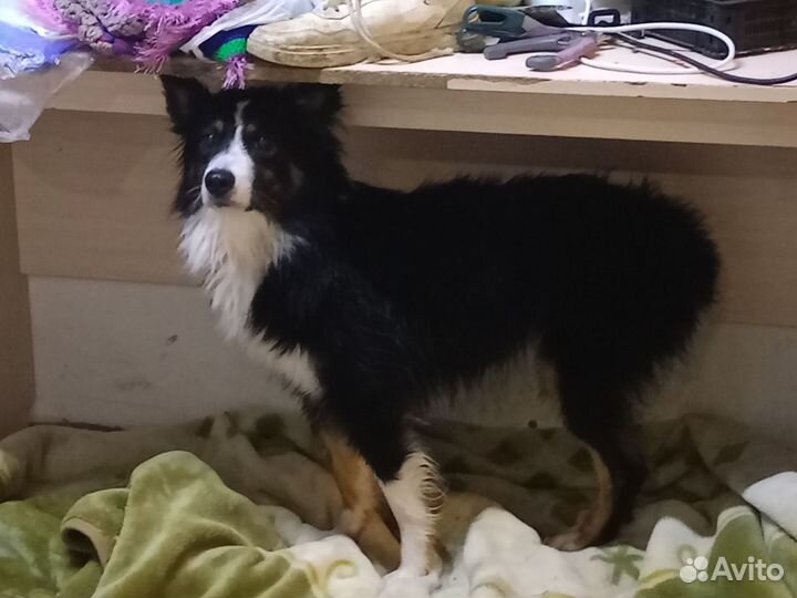 Собака аусси