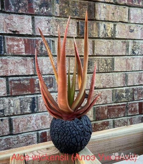 Алоэ семена