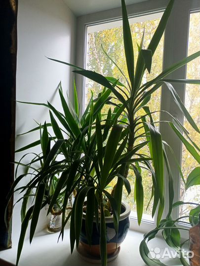 Пальма юкка