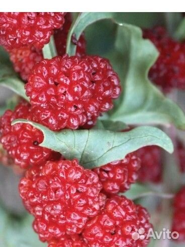 Шпинат земляничный, семена 10 штук