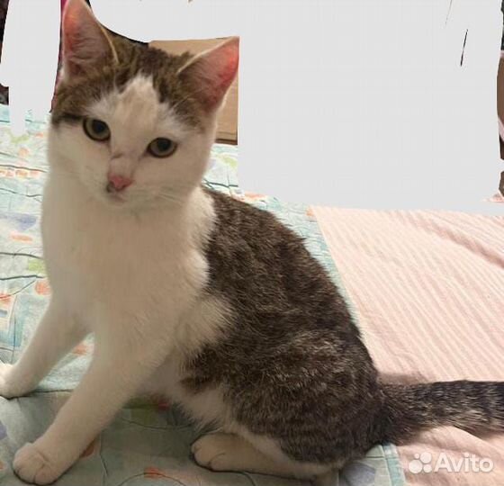 Котята отдам бесплатно