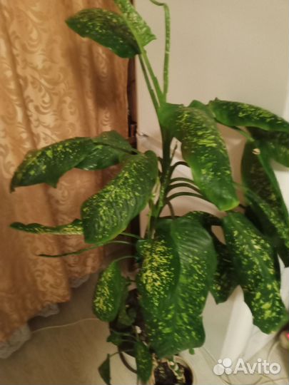 Большой комнатный цветок