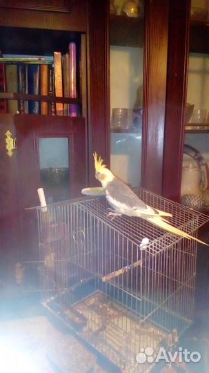 Попугаи Корелла продаю