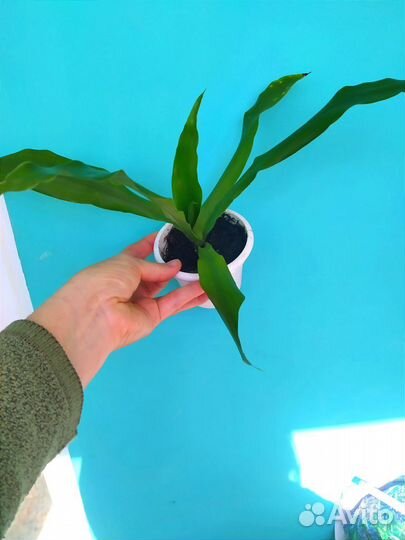 Комнатные домашнее растение