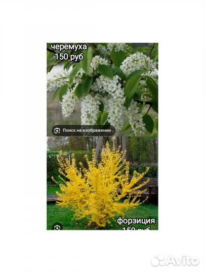 Многолетние цветы и кустарники