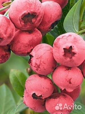 Голубика Пинк Лимонад (саженцы)