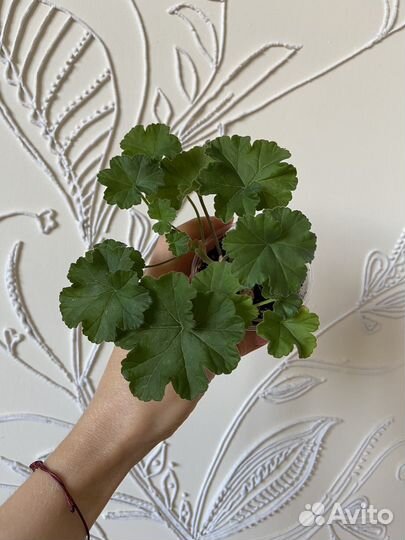 Юг Большое искушение Пеларгония