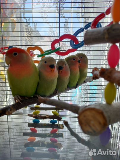 Птенцы неразлучников