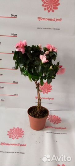 Шерцера, хамедорея