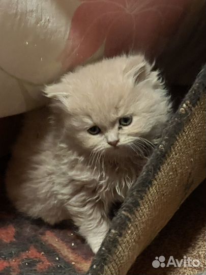 Персидская