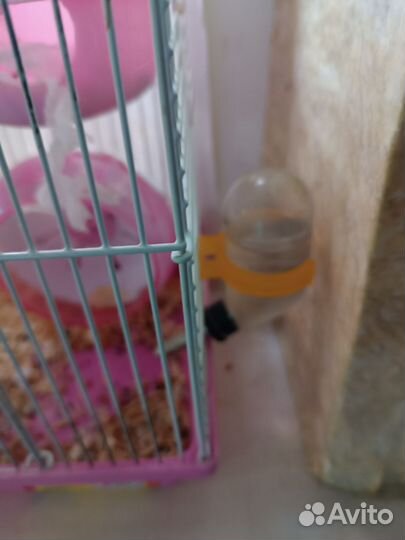 Джунгарский хомяки с клеткой