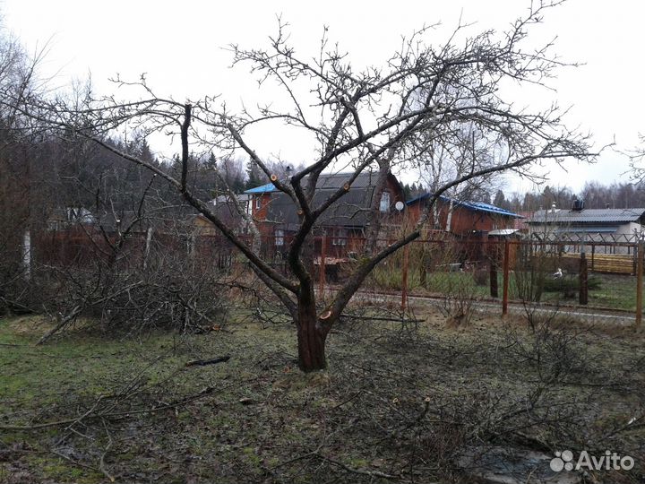 Профессиональная обрезка плодовых деревье