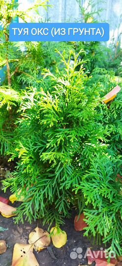 Туя Смарагд, Колумна, Даника сосна Горная