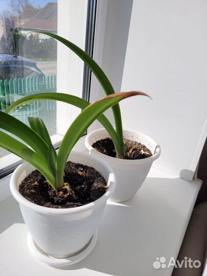 Гиппиаструм