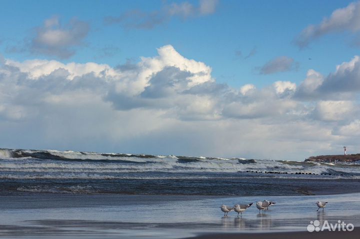Экскурсионные туры в Калининград от 3 дней