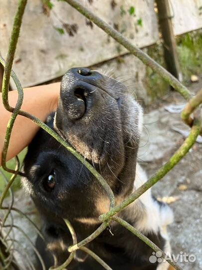 Собака в добрые руки