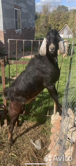 Две козы, козёл на случку