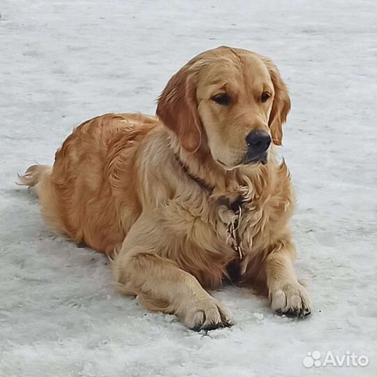 Золотистый ретривер