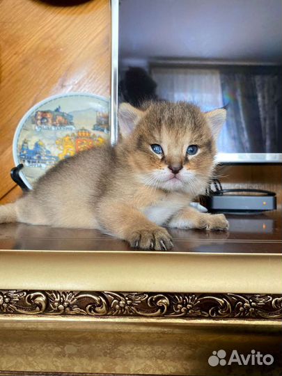 Кошка чаузи ф1