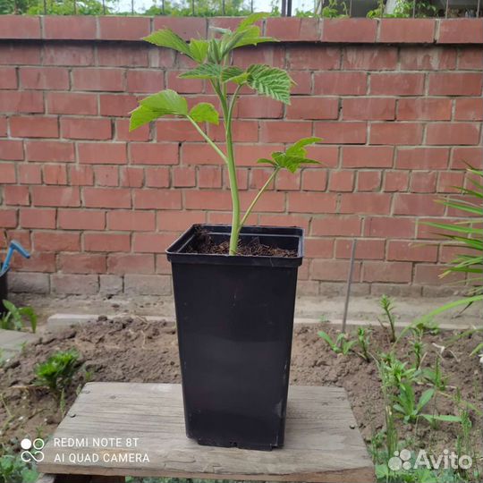 Саженцы малины Сиреневый туман