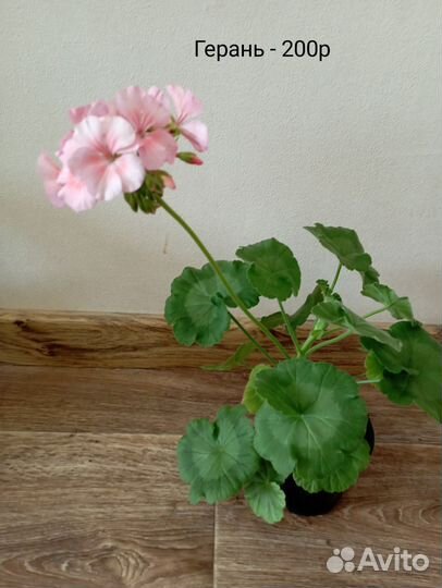 Комнатные цветы от