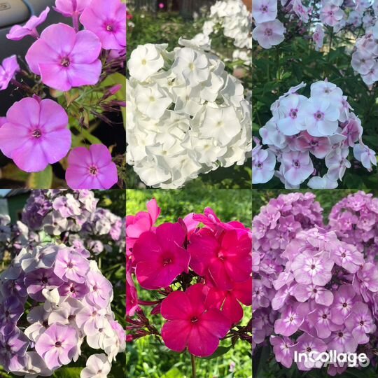 Флоксы многолетние