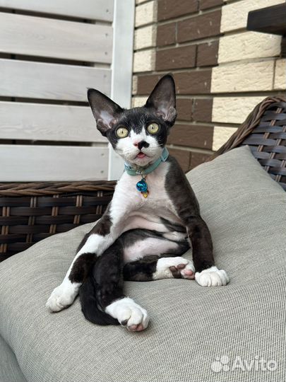 Шикарный Девон-рекс