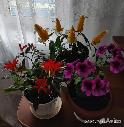 Молодые растения