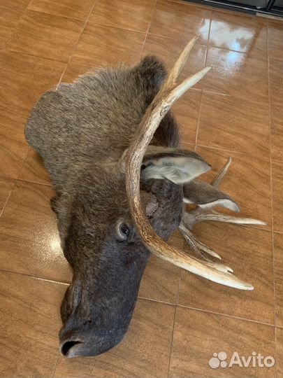 Голова лося (чучело)