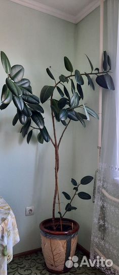 Фикус каучуконосный большой