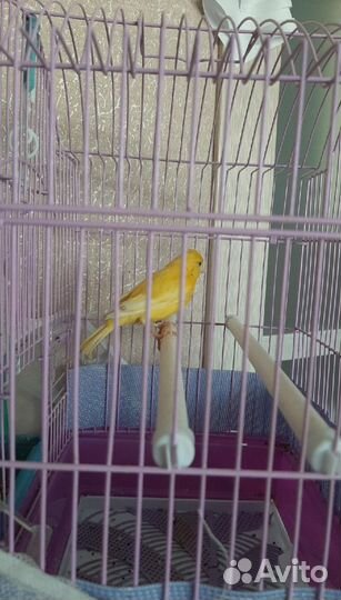 Кенор поющий