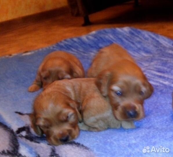 Кокер спаниель