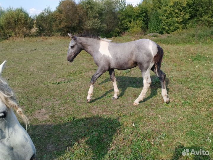 Лошади жеребята