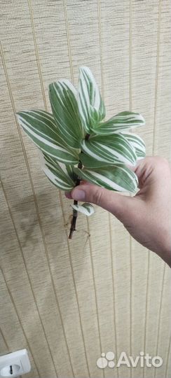 Традесканция Альба