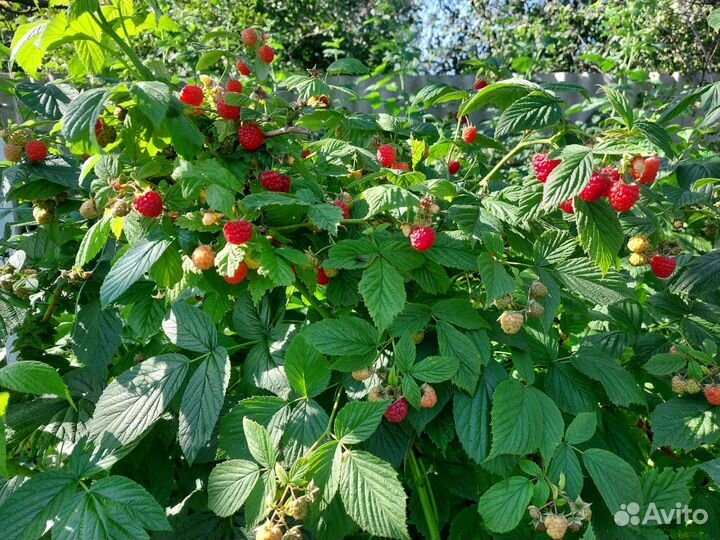Саженцы малины и малиновое дерево