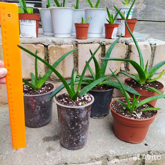 Алоэ вера (настоящий)