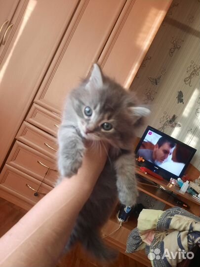 Кошки в добрые руки