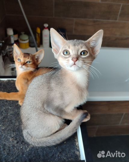 Абиссинский котёнок с документами