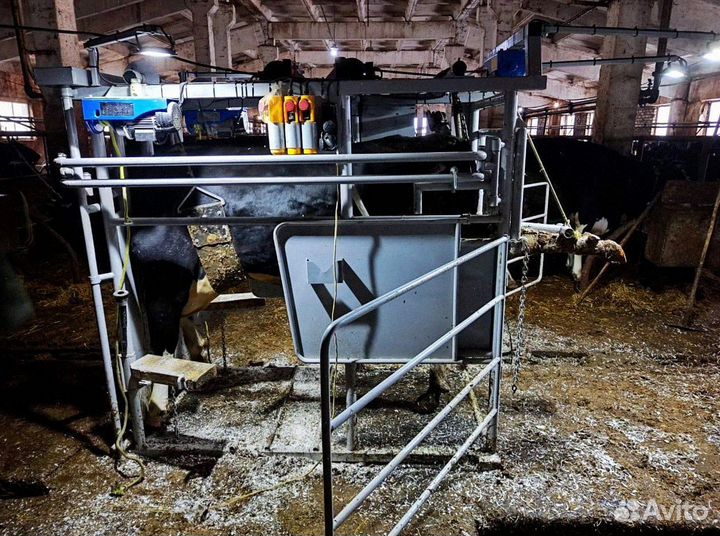 Станок для обработки копыт и фиксации коров и быко