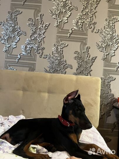 Собака доберман