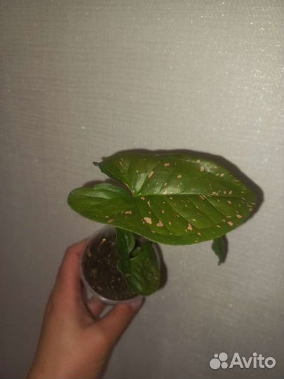 Сингониумы сортовые