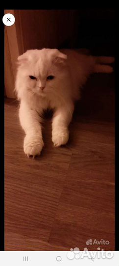 Вязка шотландским котом